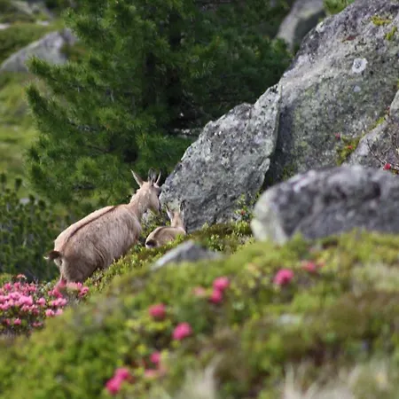 Aparthaus Aktiv Neustift im Stubaital